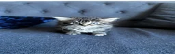 Mixed Breed cats for sale: Lovely mixed kittens  in Harrogate - Advert 7