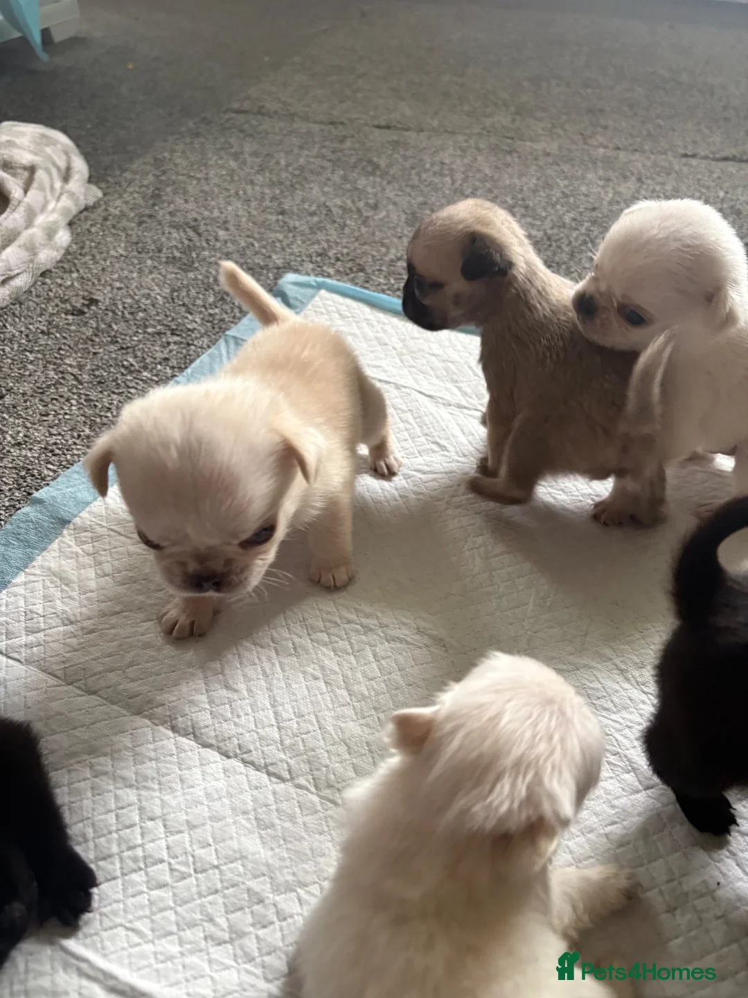 Pug dogs for sale: BEAUTIFUL PUG PUPPIES – NOW AVAILABLE TO RESERVE - Advert 2
