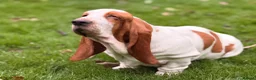 Basset Hound dogs for sale: Basset hound amazing couple  - Advert 10