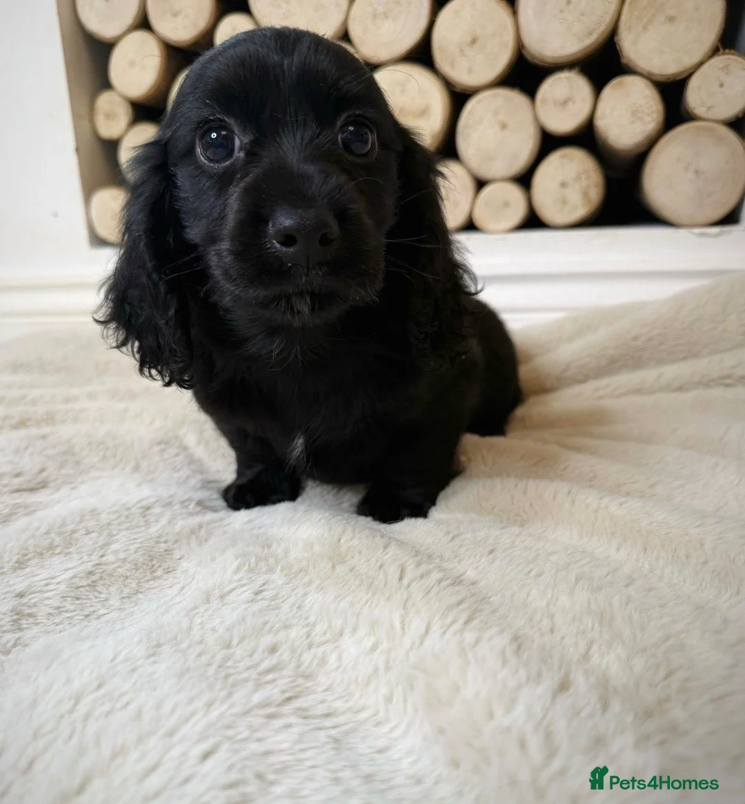 Cocker Spaniel dogs for sale: Cocker spaniel ready now  - Advert 1
