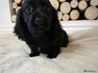 Cocker Spaniel dogs Cocker spaniel ready now - Advert 2