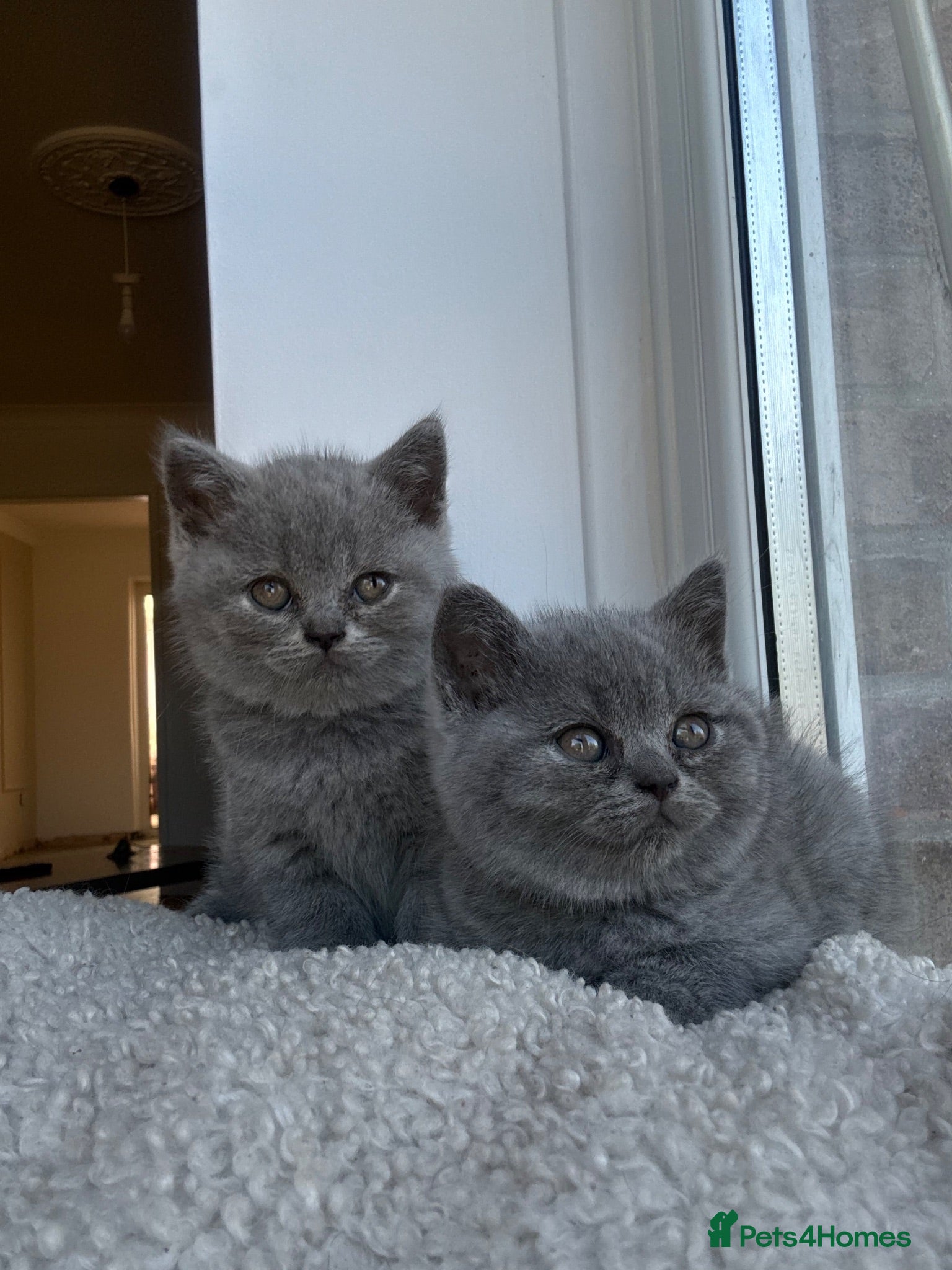 British Shorthair cats British short hair grey / blue kittens  - Advert 2