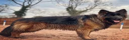 German Shepherd dogs for sale: Stunning long haired German shepherds  - Advert 3