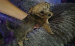 Mixed Breed dogs for sale: Mums a Parsons terrier. Dads a corgie-bassett - Image 3