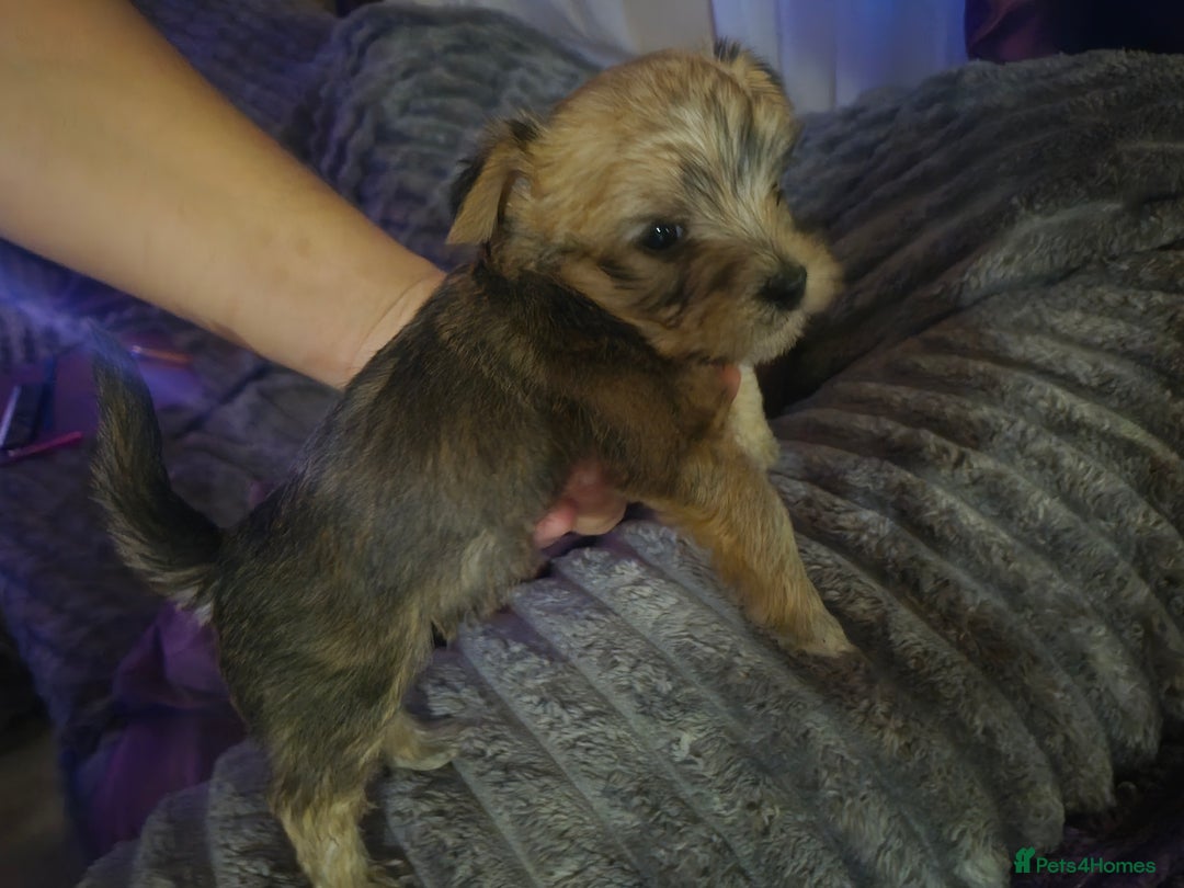 Mixed Breed dogs for sale: Mums a Parsons terrier. Dads a corgie-bassett - Image 3