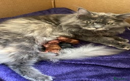 Maine Coon cats for sale: GCCF Registered Maine Coons Ready 16th August  in Banbury - Image 6