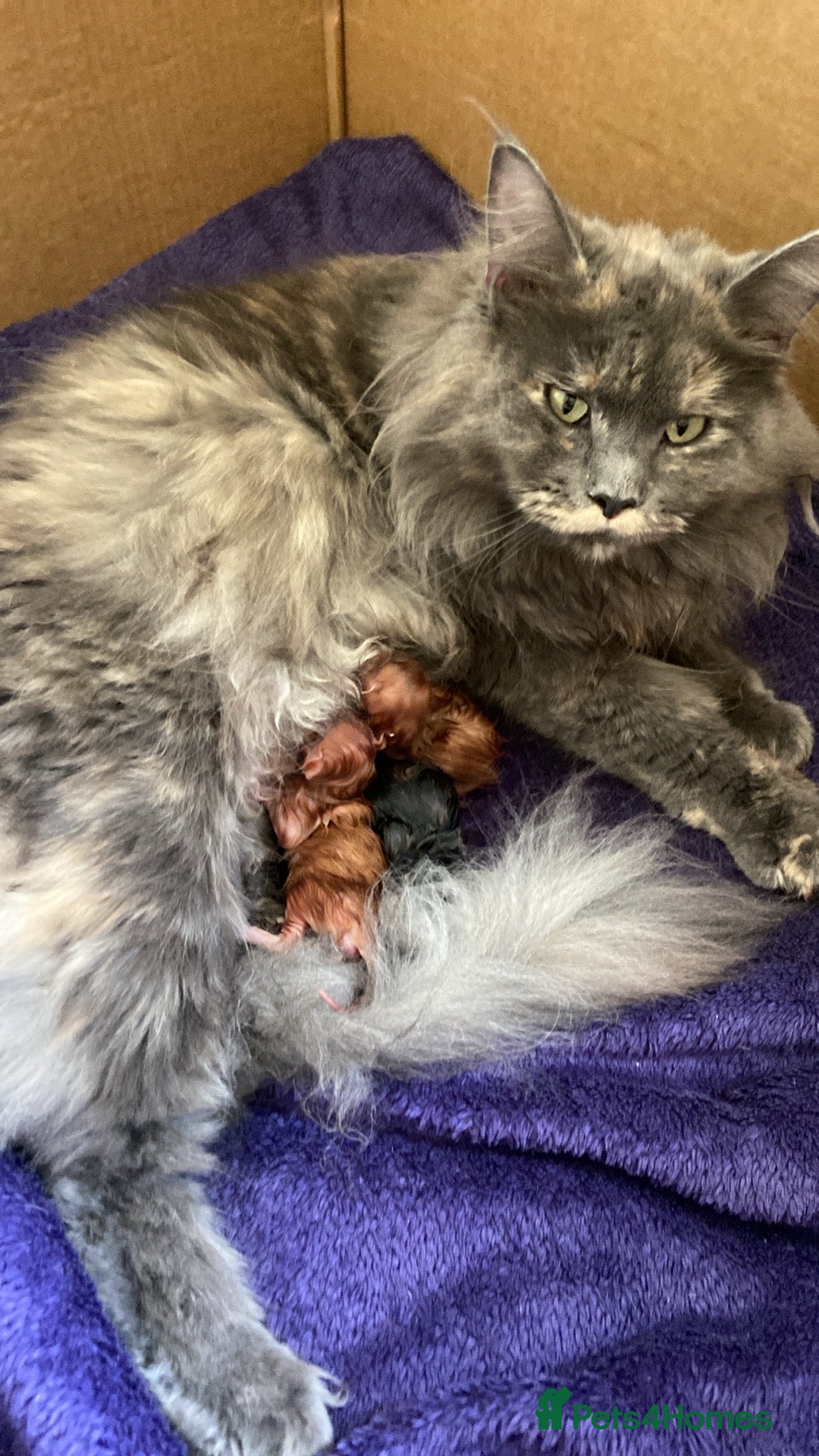 Maine Coon cats for sale: GCCF Registered Maine Coons Ready 16th August  in Banbury - Image 6