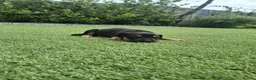 German Shepherd dogs for sale: EXCELLENT SHEPHERD PUPPIES  - Advert 10