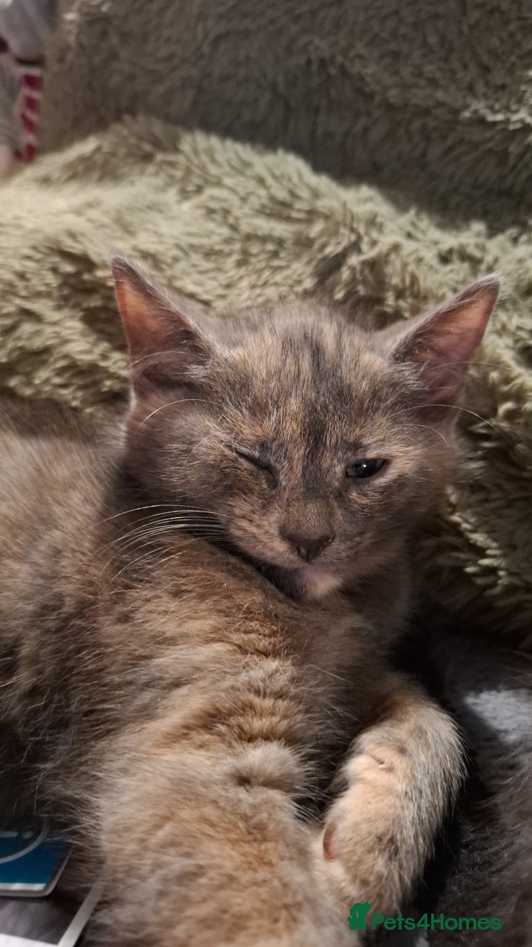 Mixed Breed cats for sale: Beautiful kittens  - Advert 3