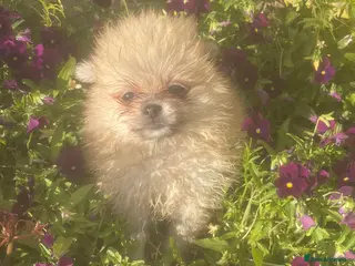 Pomeranian dogs Pomeranian puppies ready to leave - Advert 5