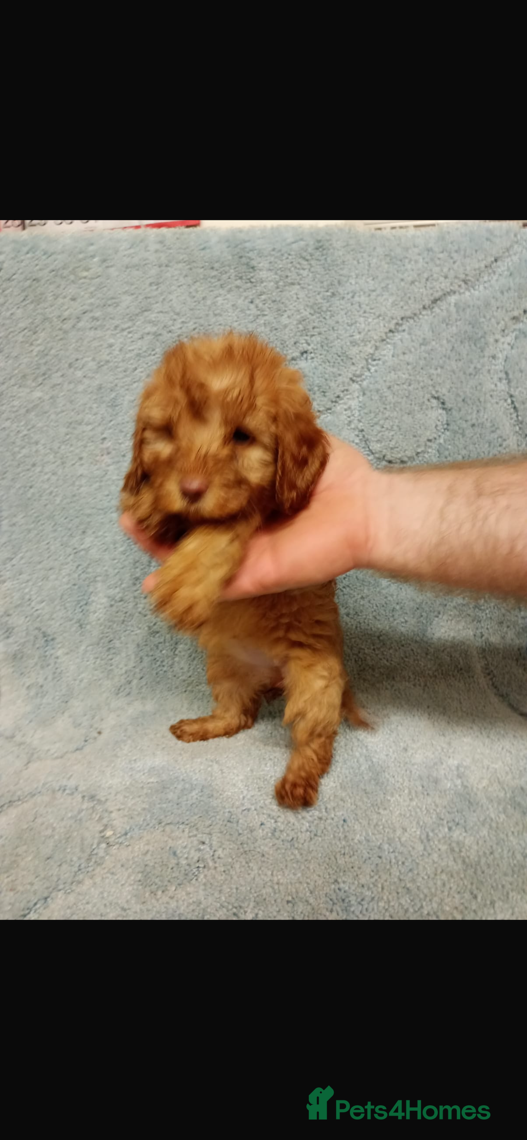 Cockapoo dogs for sale: 2 adorable cockapoo puppies - Advert 5