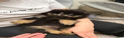 Pomeranian dogs for sale: Black & tan Pomeranian puppies 1 GIRL  - Advert 6