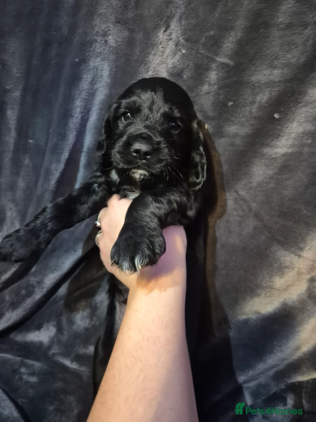 Cocker Spaniel dogs for sale: Adorable Cocker spaniel puppies  - Advert 12