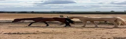 Arabian horse horses for sale: Gorgeous Gucci  in Wolverhampton - Advert 2