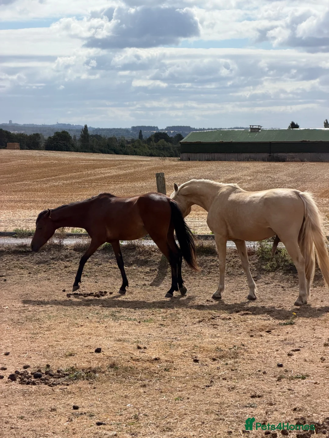 Arabian horse horses for sale: Gorgeous Gucci  in Wolverhampton - Advert 2