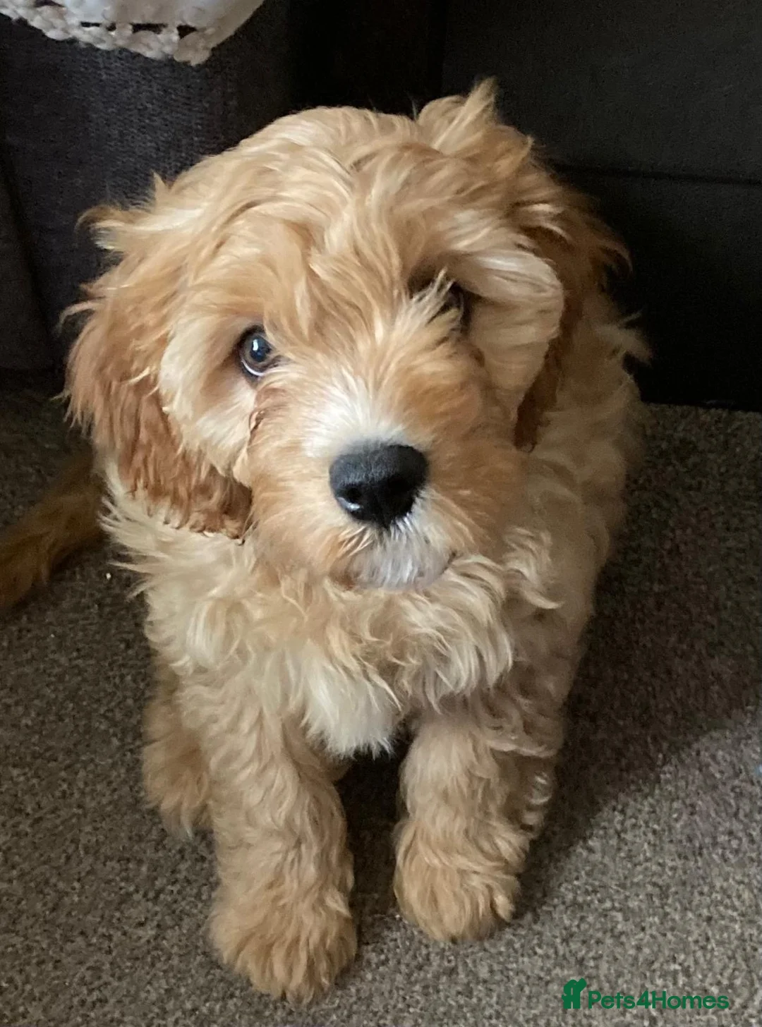 Cockapoo dogs for sale: Fully vaccinated cockapoos DNA health tested - Advert 1