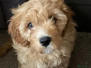 Cockapoo dogs Fully vaccinated cockapoos DNA health tested - Advert 1