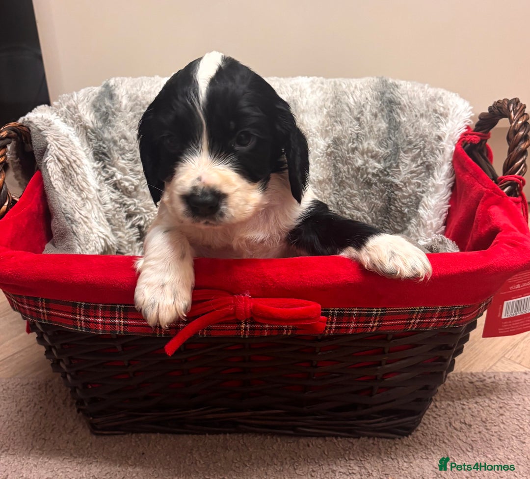 Cocker Spaniel dogs for sale: Cocker Spaniel Puppies - Advert 4