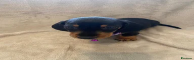 Dachshund 4