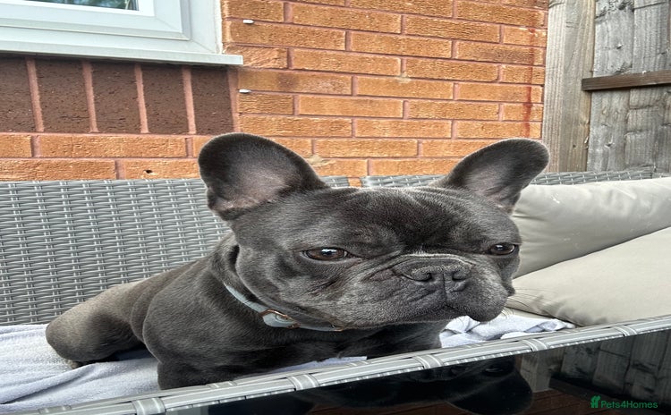 French Bulldog dogs - Advert 4