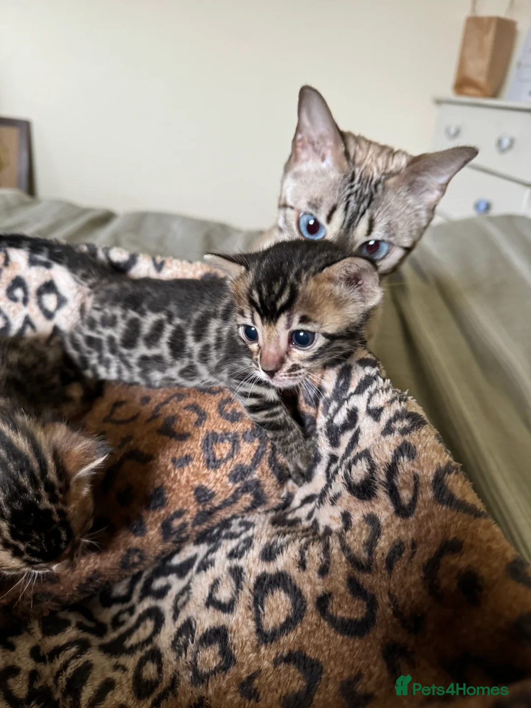 Bengal cats for sale: Stunning Bengals with European Champion father!  - Advert 14
