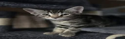 Mixed Breed cats for sale: Beautiful mixed breed kittens for sale - Advert 24