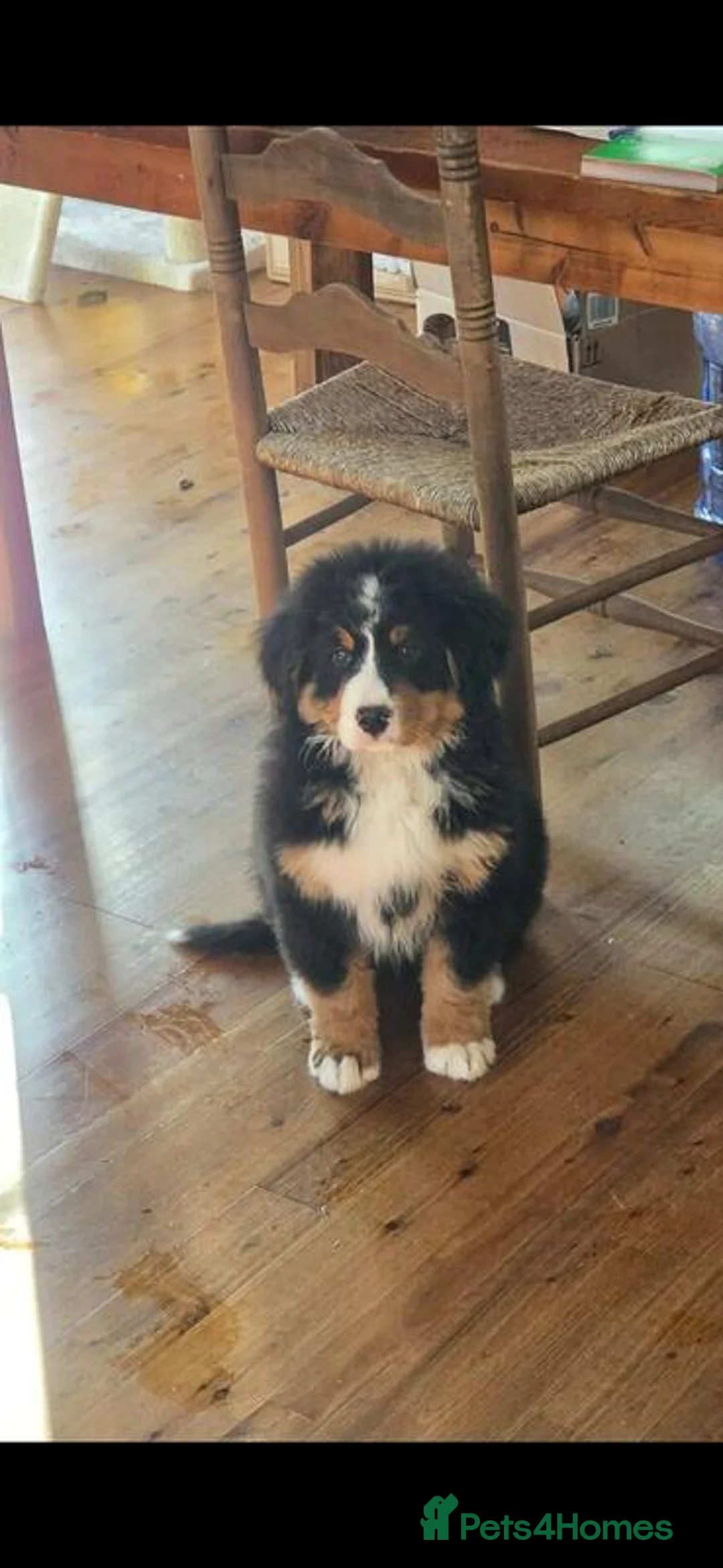 Bernese Mountain Dog dogs for sale: Bernese Mountain Dog Pupps in Congleton - Advert 5
