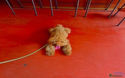 Miniature Poodle dogs for sale: Ollie needs a forever home - Image 2