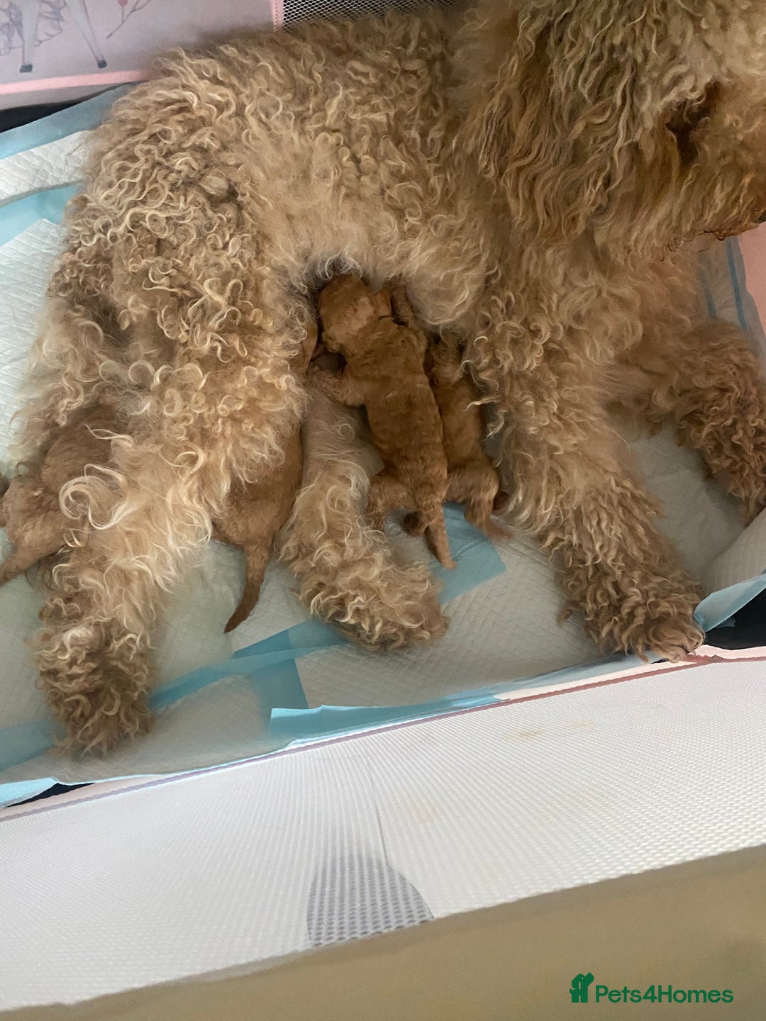 Goldendoodle dogs for sale: Australian Goldendoodel puppies  - Image 6