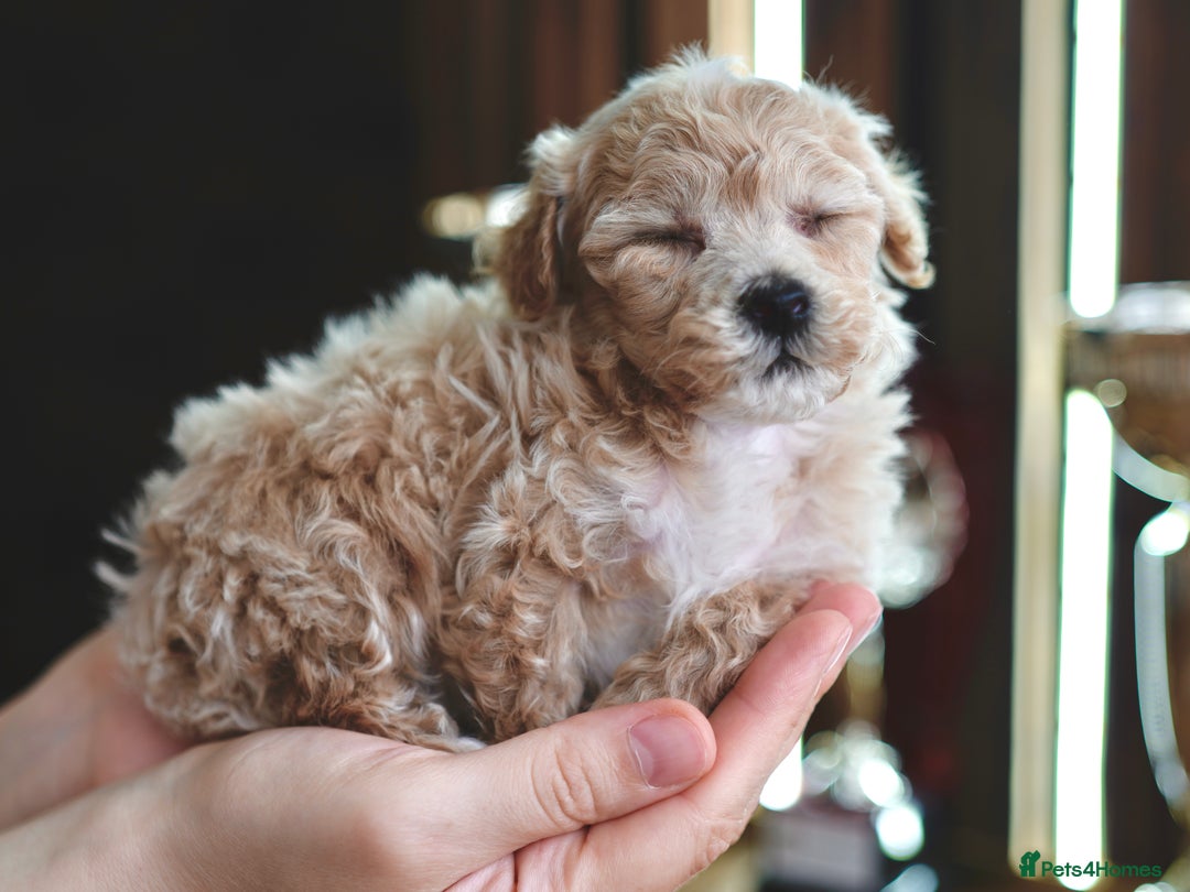 Maltipoo dogs for sale: Maltipoo mini boys and girls - Image 7
