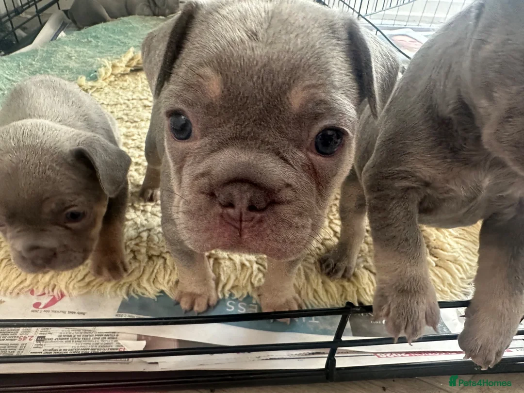 French Bulldog dogs for sale: French bulldog puppies in Stirling - Advert 2