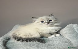 Ragdoll cats for sale: Registered Ragdolls kittens for sale - Image 13