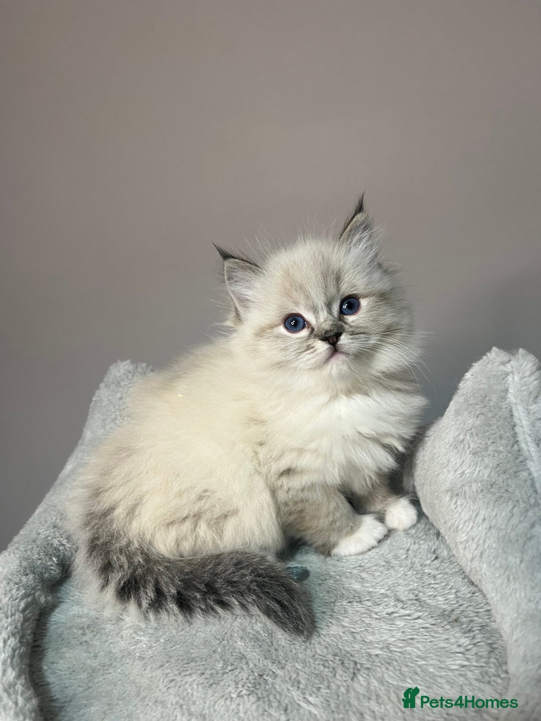 Ragdoll cats for sale: Registered Ragdolls kittens for sale - Image 13
