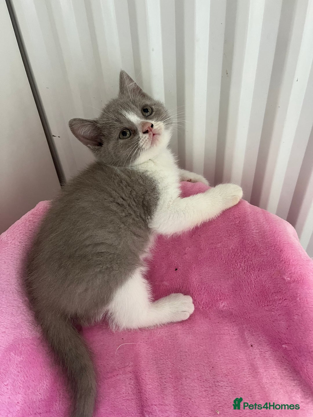 British Shorthair cats for sale: 💗💙💗💙GCCF BRITISH SHORTHAIR KITTENS  - Image 7