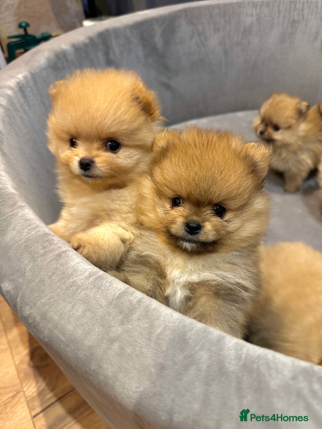 Pomeranian dogs for sale: Pomeranian teddy bear face puppies🐶 - Advert 16