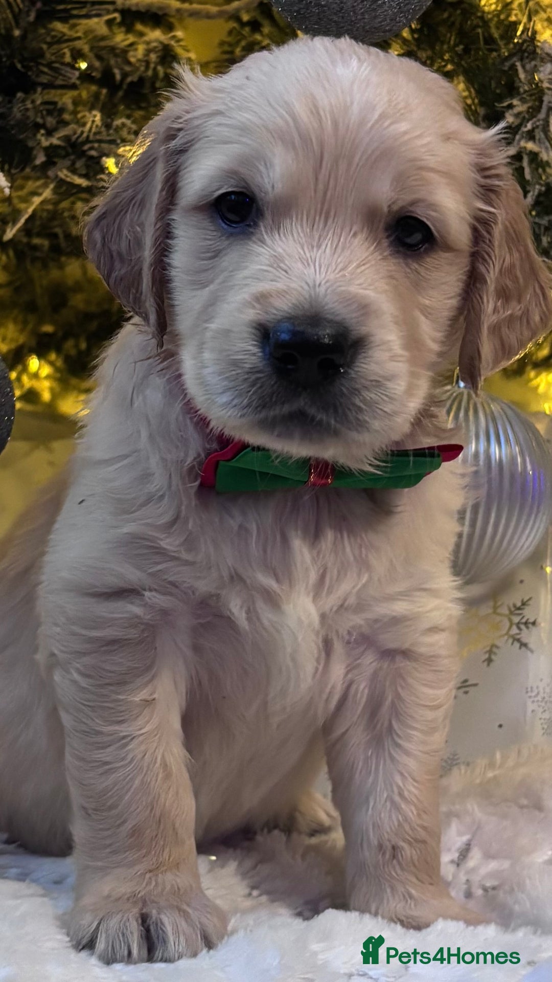 Golden Retriever dogs for sale: champion lines kc golden retriever puppies  - Advert 2