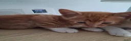 Mixed Breed cats for adoption: Blaze for adoption - Advert 5