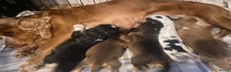 Cocker Spaniel dogs for sale: Show Type Cocker Spaniel Puppies - Advert 7