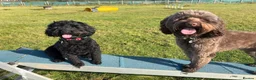 Australian Labradoodle dogs for sale: Multigenerational Australian labradoodles  - Advert 33