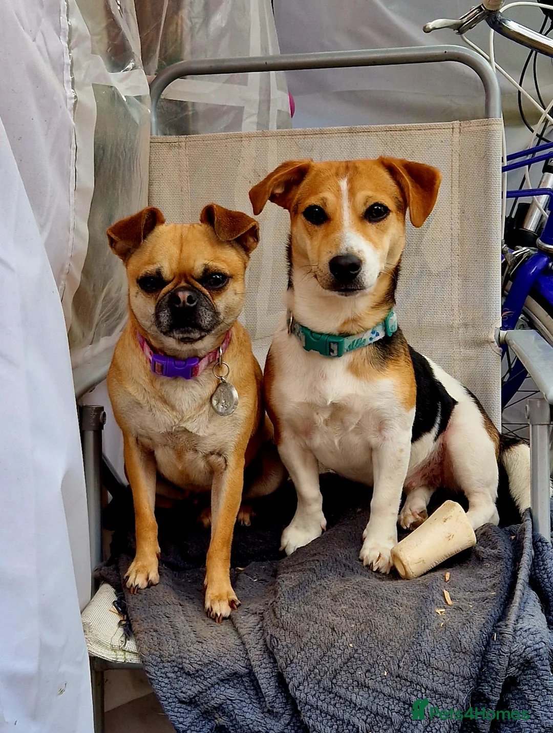 Mixed Breed dogs for sale: 3yo lakeland x jack female for new home in Coventry - Advert 11