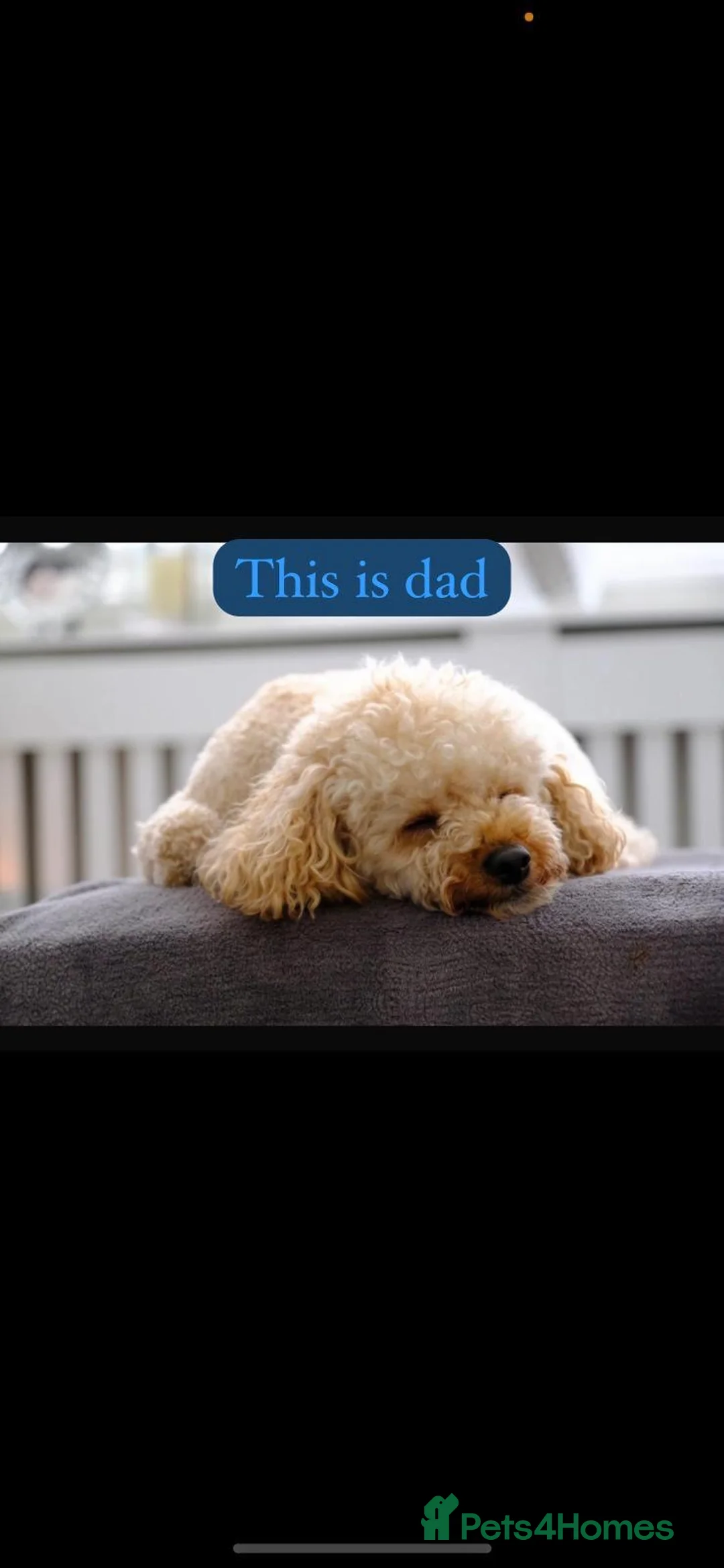 Cockapoo dogs for sale: Cocker poos - Advert 13