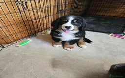 Bernese Mountain Dog dogs for sale: Bernese Mountain Dog - Advert 5