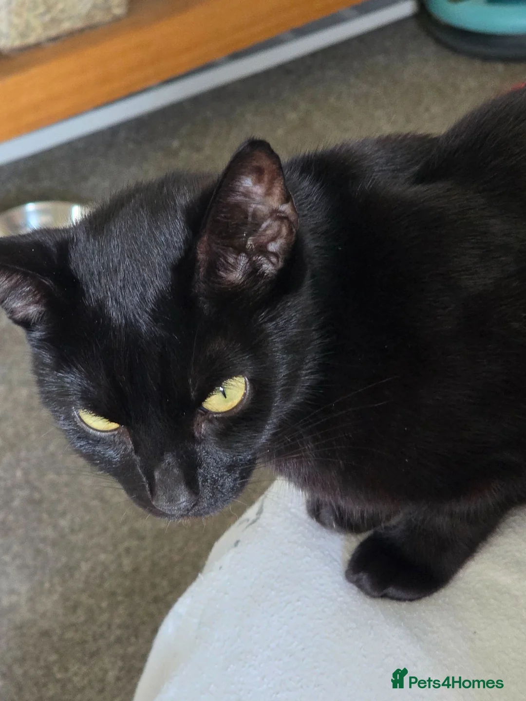 Russian Blue cats for sale: Baby kittens in Newcastle - Advert 1