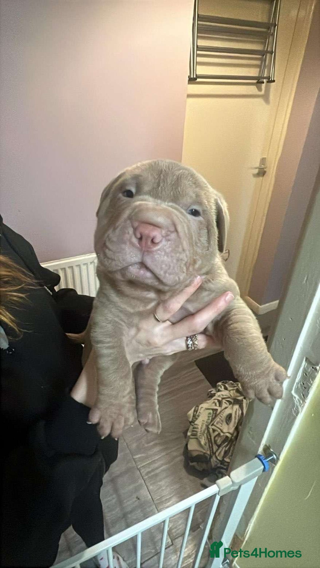 Mixed Breed dogs for sale: Bullpei puppies  - Advert 4