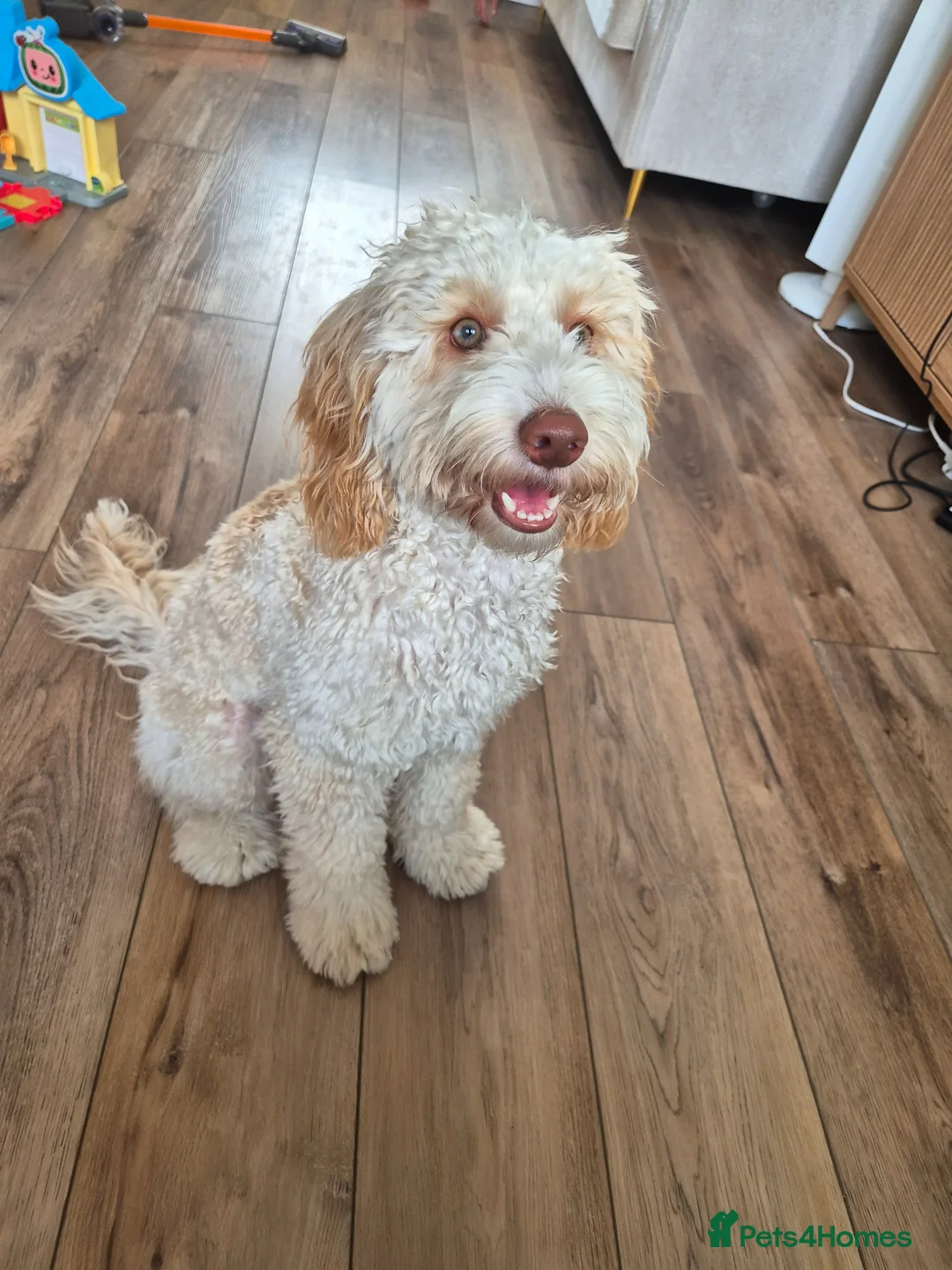 Cockapoo dogs for stud: First time Cockapoo Stud – 1 Year Old in Stevenage - Advert 2