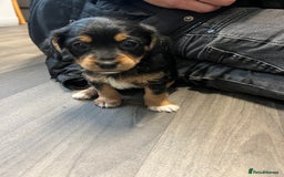 Jackapoo dogs for sale: Adorable Jackapoo puppies for sale !!!! - Image 25
