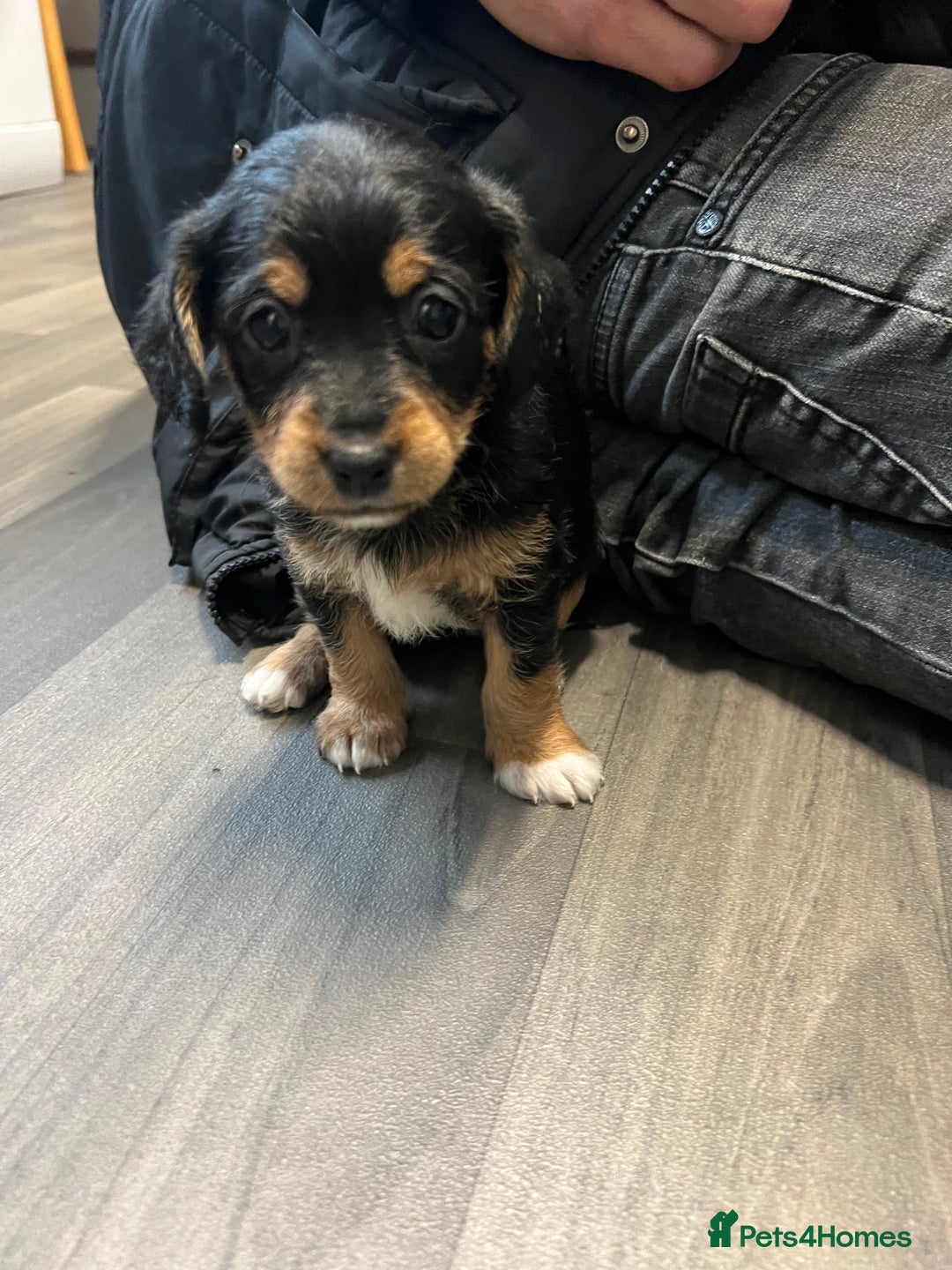Jackapoo dogs for sale: Adorable Jackapoo puppies for sale !!!! - Image 25