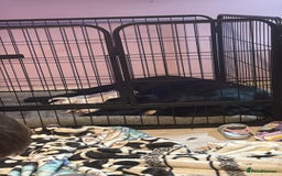 Labrador Retriever dogs for sale: 2 girls 5 boys both vaccinations paid for! - Advert 8