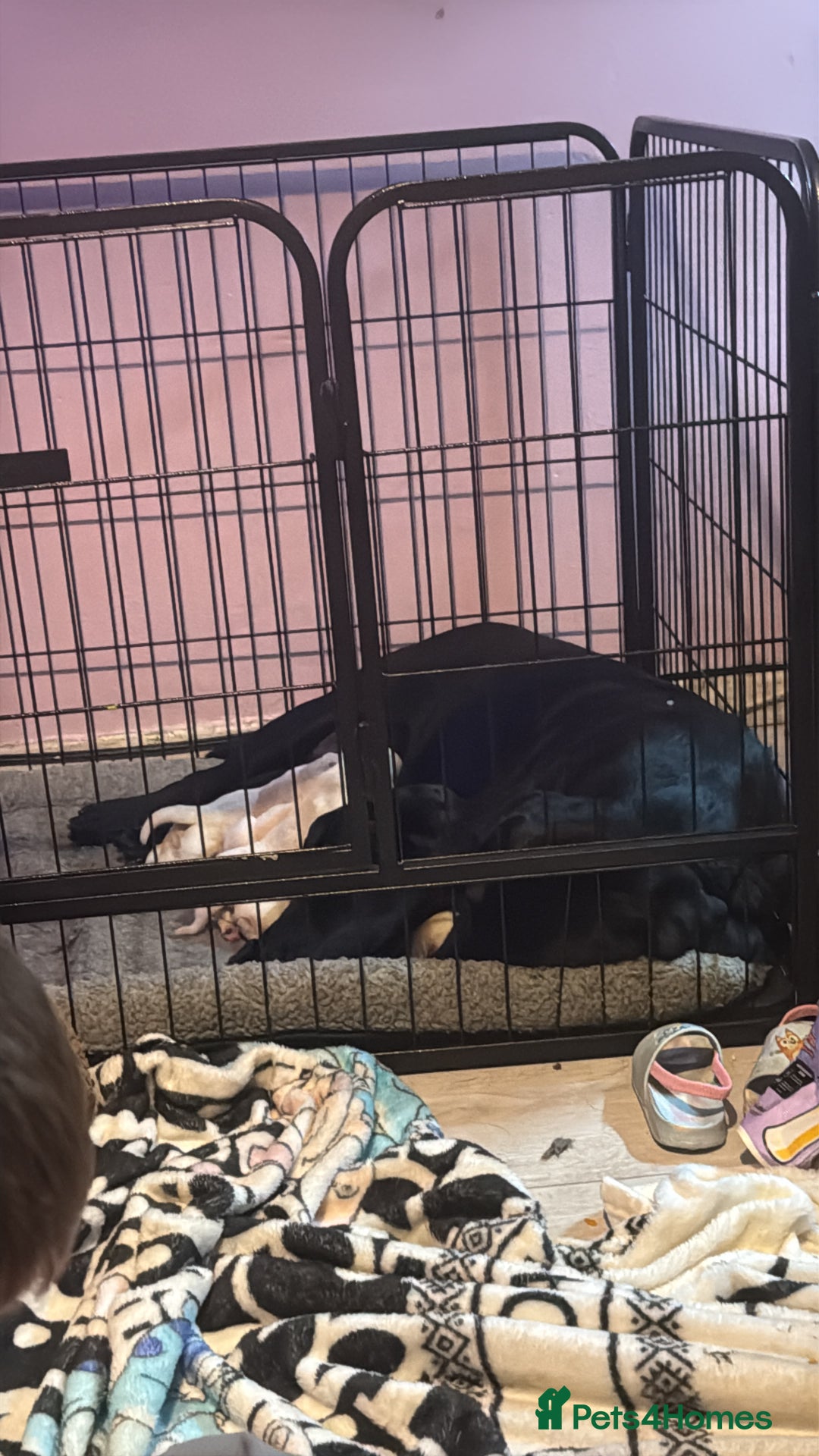 Labrador Retriever dogs for sale: 2 girls 5 boys both vaccinations paid for! - Advert 8