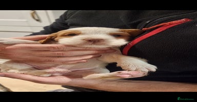 Cocker Spaniel dogs (Only 3 left) Working Cocker Spaniel Pups F1B  - Advert 4